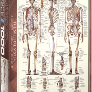 puzzle Le squelette